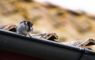 Moineau sur une gouttière